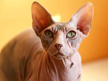 Close-up portrait of sphynx hairless cat