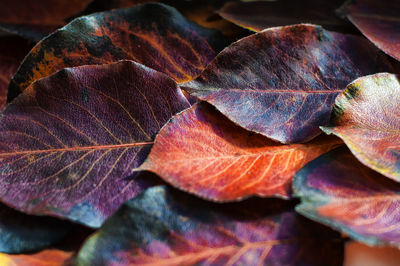 Close-up of dry autumn leaves