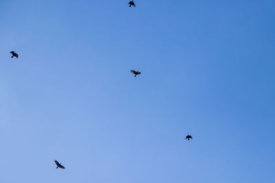 Low angle view of birds flying in sky