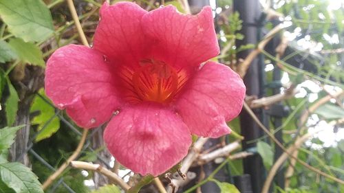 Close-up of pink hibiscus blooming outdoors