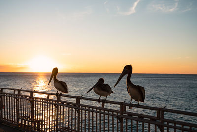 Pelicans on railing against sea during sunset