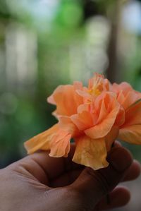 Close-up of hand holding rose flower