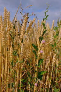 Close-up of stalks in field against sky
