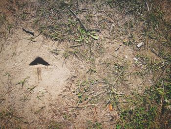 High angle view of bird on grass