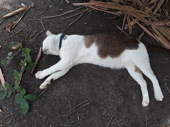 High angle view of a dog on field