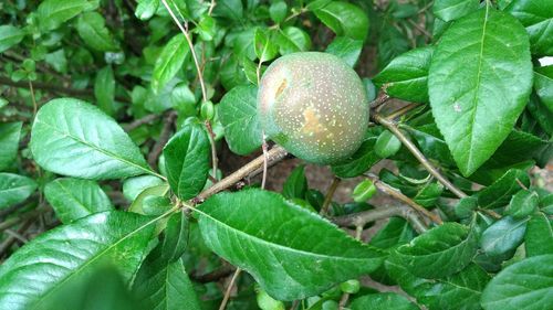 Close-up of fruit on tree