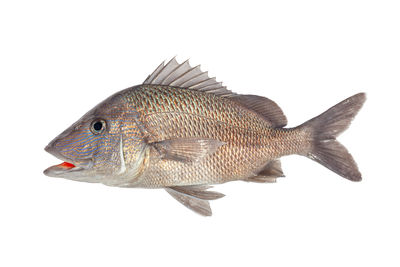 Close-up of fish against white background