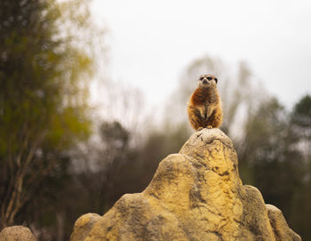 Low angle view of meerkat perching on rock