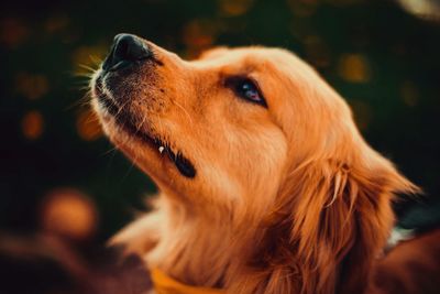 Golden retriever looking at something, green background. 