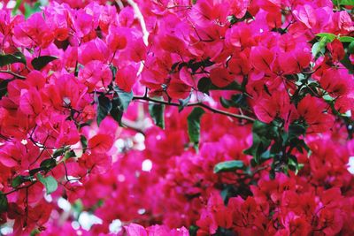 Close-up of pink flowers on tree