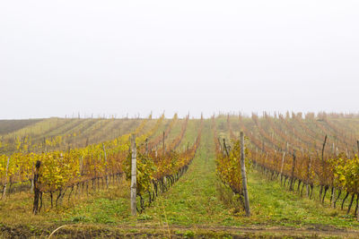 Scenic view of vineyard against sky