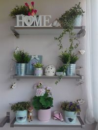 Potted plants at home