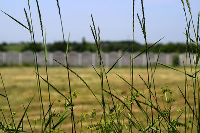 Close-up of stalks in field against clear sky