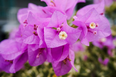 Close-up of pink flowering plant