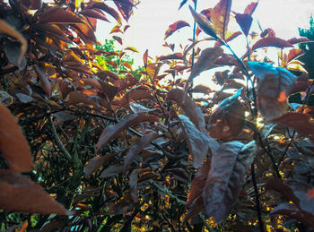 Close-up of tree during autumn