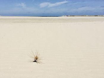 Dead plant on sand at beach against sky
