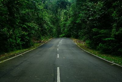 An empty road surrounded with forest tree in perak, malaysia.
