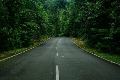 An empty road surrounded with forest tree in perak, malaysia.