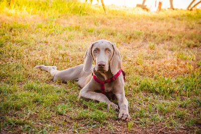 Portrait of dog sitting on grass