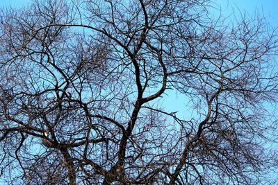 Low angle view of bare tree against clear blue sky