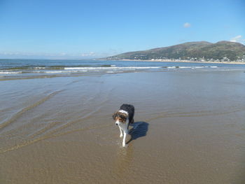 Dog on beach