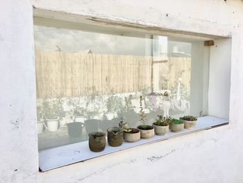 Plants on window sill