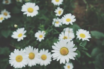 Close-up of white daisy flowers