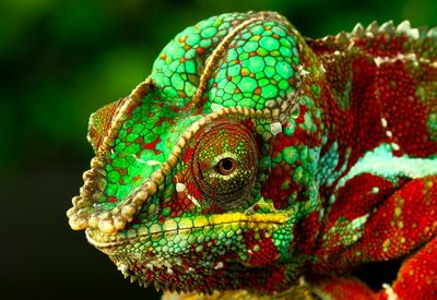 Close-up of a lizard