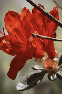 Close-up of red rose flower