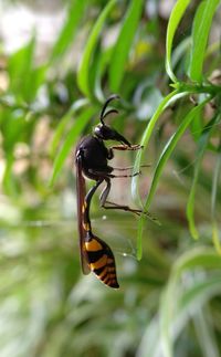 Close-up of insect on plant