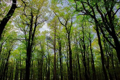 Low angle view of bamboo trees in forest