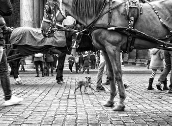 Horse cart on street