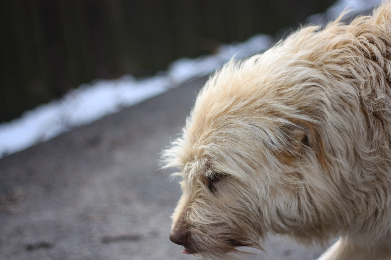 CLOSE-UP OF DOG IN PARK