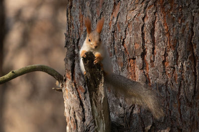Close-up of squirrel on branch