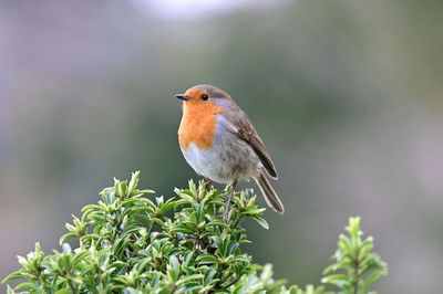 bird