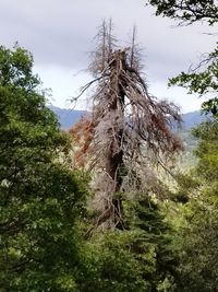 Low angle view of trees in forest against sky