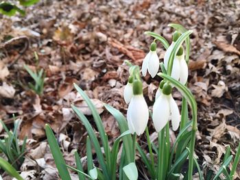 Close-up of white flowers blooming in field