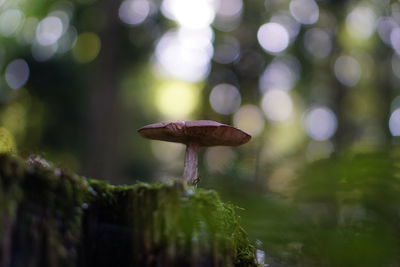 Close-up of mushroom growing in forest