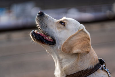 Close up portrait of a dog, labrador retriever.