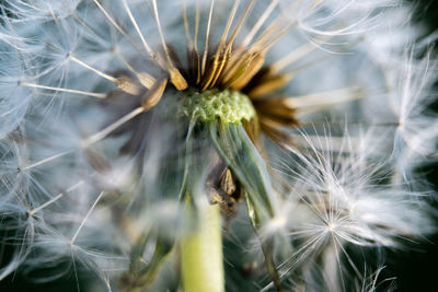 Close-up of dandelion on plant