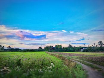 Scenic view of agricultural field against blue sky