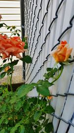Potted plant in backyard