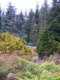 Close-up of fresh green plants against sky