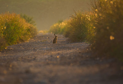 View of bird on dirt road