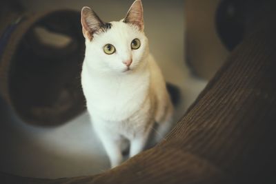 Portrait of cat sitting on floor