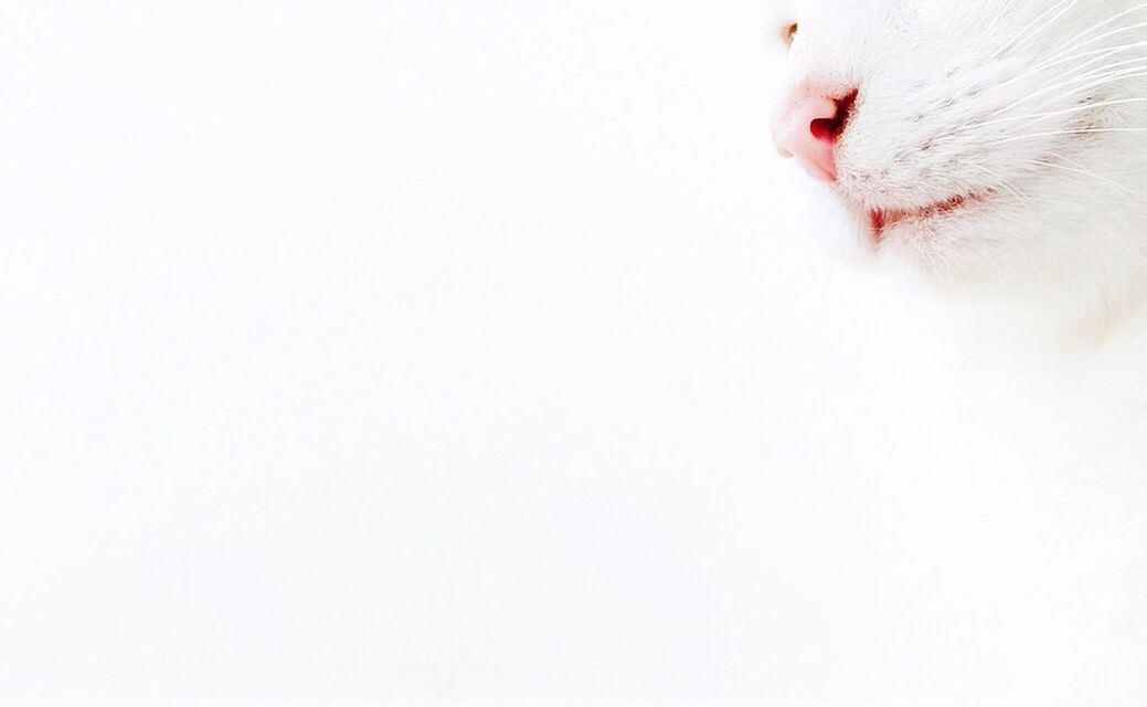 CLOSE UP OF WHITE CAT AGAINST WALL