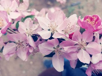 Close-up of pink cherry blossoms in spring