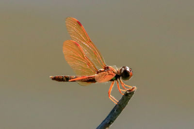 Close-up of dragonfly on twig