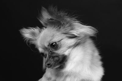 Close-up of cat against black background