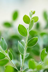 Close-up of plant leaves